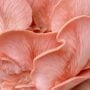 Mushroom Kit – Pink Oyster